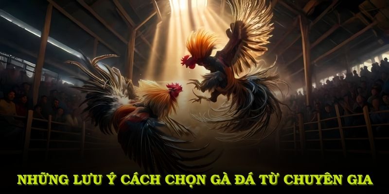 Những lưu ý trong cách chọn gà đá từ chuyên gia